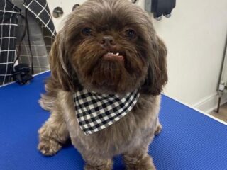 dog-sample