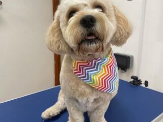 dog2