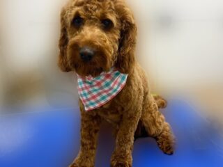 dog3